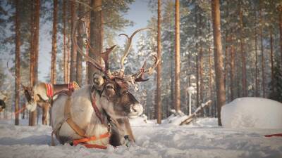 Frozen adventure: the project promoting sustainable Arctic tourism - euronews.com - Sweden - Finland - Norway