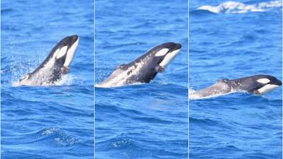 Killer whale calf missing dorsal fin named after late cricketer Shane Warne's famous flipper