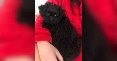 Puppy dies after having 'face ripped off' by off-lead dog in violent attack - manchestereveningnews.co.uk - Ukraine