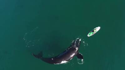 Una ballena se acerca a un paddle surfista y lo que hace ha vuelto loco a las redes - Videos
