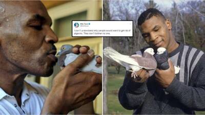 Mike Tyson's bizarre tweet about pigeons goes viral