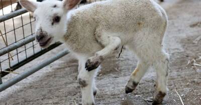 One in a million five-legged lamb is born at farm - manchestereveningnews.co.uk