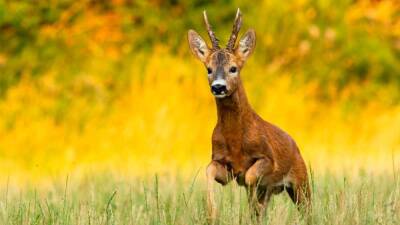 Hoy comienza un mes donde la ilusión de muchos cazadores y amantes del campo se mezcla con la magia de esta estación, dando como resultado una pócima de ilusión y pasión por el duende. Detrás de los “duendes”