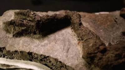 Hallan restos del último dinosaurio sobre la Tierra