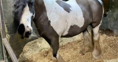 Woman left 'heartbroken' as beloved horse dies after being bitten by dog