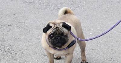 Dog-lovers speak out in favour of banning 'barbaric' and 'horrendous' breeding of Pugs and French Bulldogs