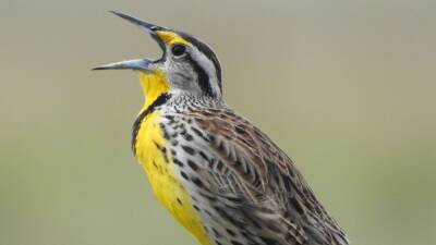 Revelan el secreto de los pájaros que no quieren incubar sus huevos - en.as.com - Zambia - state Louisiana