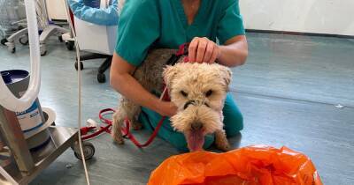 Vet's urgent warning to pet owners after terrier nearly lost her life