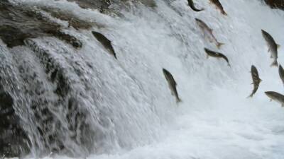 Dam busters: Tearing down concrete walls to save Atlantic salmon - france24.com - France