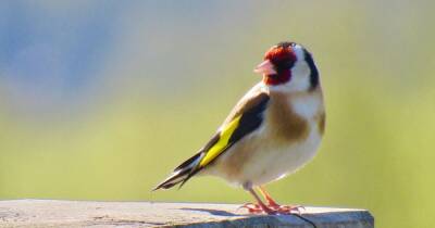 Common sparrow and flamboyant jay stars of national bird survey - manchestereveningnews.co.uk - Britain - Manchester