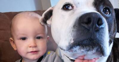Mum's horror after family dog leaves young son, 2, with life-changing injuries