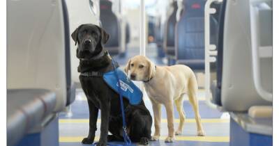 'Dogs are better behaved than some humans!': Manchester reacts to Metrolink trialling dogs on trams