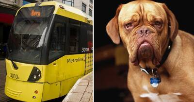 Andy Burnham - Survey: Should dogs be allowed on trams? - manchestereveningnews.co.uk - Manchester - Victoria