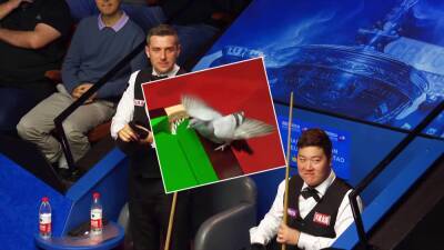 Mark Selby - 'I've never seen that before!' - Pigeon causes hysteria at Crucible during Mark Selby World Championship game - eurosport.com -  Sheffield
