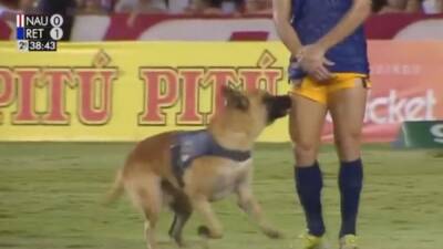 El perro futbolero que regatea y 'se roba' el show en Brasil