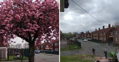 "I'm so upset and angry": Heartbroken woman films council workers cutting down the WRONG tree