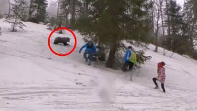 Un oso ataca a unos turistas que le daban comida para conseguir un selfie