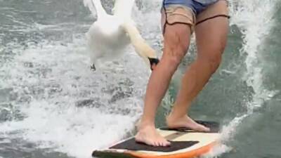 Un cisne ataca a un wakesurfista - en.as.com - China - state Texas - state Alabama