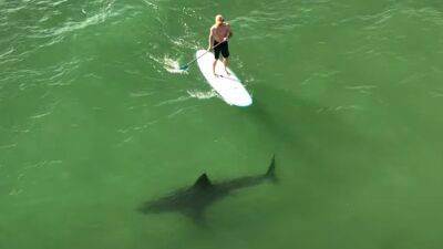 "Empieza la época de tiburones y estas escenas se multiplican" - en.as.com - Portugal - state California