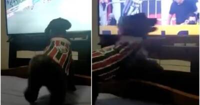 Fluminense supporting dog goes viral for reaction vs Flamengo - givemesport.com - Germany - Brazil