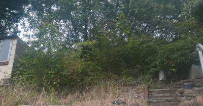 Elderly neighbours get £20,000 payout for 15-year Japanese Knotweed problem