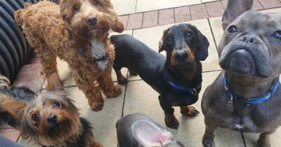 Demand for ‘doggy daycare’ rockets as lockdown puppy owners head back to the workplace - manchestereveningnews.co.uk - Britain