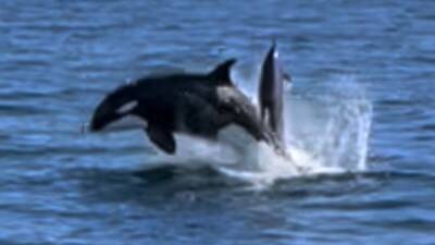 Un surfista graba a un grupo de orcas cazando delfines
