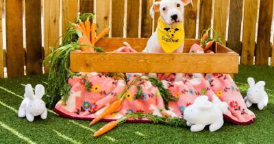 Dogs Trust issues warning as Easter bank holiday weekend approaches - manchestereveningnews.co.uk - Britain