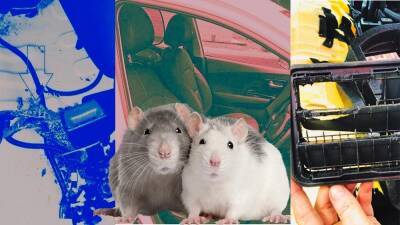 Rodents devoured this man’s electric car, and nobody wants to cover the damage - euronews.com - France - Usa - state Indiana - county Lyon