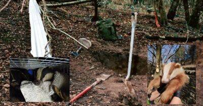 'Killing for fun': Inside the sick world of badger baiting as bloodsport surges across Greater Manchester beauty sports