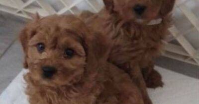 Scammers are trawling lost dog posts on Facebook to blackmail distraught owners - manchestereveningnews.co.uk