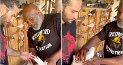 Mike Tyson showing Muhammad Ali's grandson his pigeons is weirdly wholesome footage - msn.com - state New York