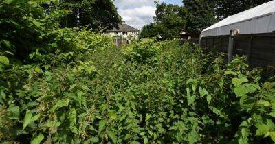 Greater Manchester location named as worst Japanese knotweed hotspot in the UK - see full list