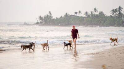 Las playas de España que admitirán perros este verano: cuáles son y dónde están