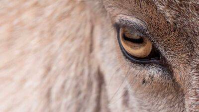 Desde 2016 venimos denunciando las graves consecuencias de la paralización del Plan de Gestión de la cabra montés en el Parque Nacional de Guadarrama A vueltas con las cabras de Madrid