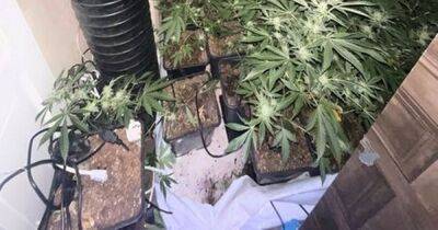 Four men arrested after police discover £500k cannabis farm in Manchester
