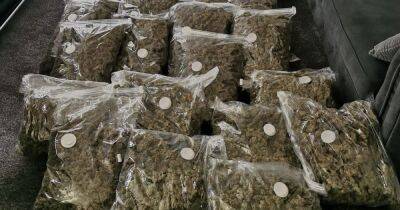Police mock criminals after stumbling across £100,000 of cannabis - manchestereveningnews.co.uk - Manchester