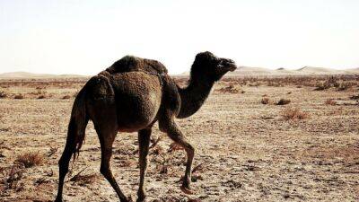 El coronavirus MERS reaparece en Qatar - en.as.com - Qatar