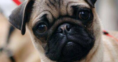 Pugs are no longer 'a typical dog' and people shouldn't buy them, experts say - manchestereveningnews.co.uk - Britain - Manchester