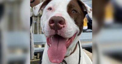 Dog in need of family after being bullied out of home