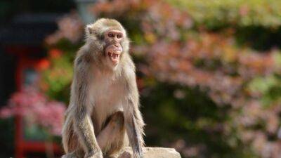 El Ministerio De-Sanidad - Reino Unido - Estados Unido - Qué se sabe sobre Monkeypox, la viruela del mono: ¿cómo se contagia y qué síntomas tiene? - en.as.com - Portugal - Madrid -  Sanidad - Congo