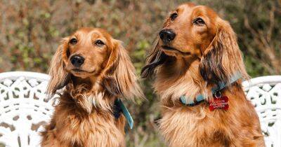 Here’s the top five instagram pets offering you a Just for Pets discount - manchestereveningnews.co.uk