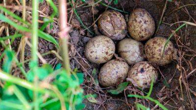 #NoMolestes a la fauna - en.as.com