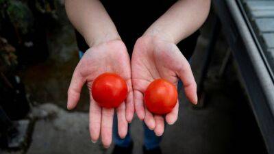 Creados dos tomates que producen la misma Vitamina D que dos huevos