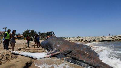 Muere una ballena de 25 toneladas en la costa de Valencia - en.as.com - county Valencia