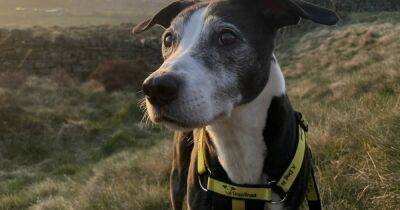 Home with a cosy sofa is a deal-breaker for 12-year-old Manchester Dogs Trust resident Fido - manchestereveningnews.co.uk - Manchester