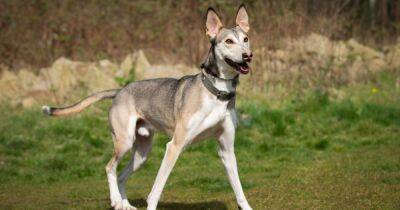 Husky cross Diesel hopes ‘rap’ will help him find a home after 289 days
