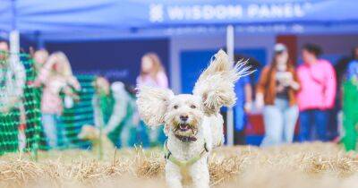 DogFest returns to Tatton Park this weekend as hundreds of pets set to descend on Cheshire beauty spot - manchestereveningnews.co.uk