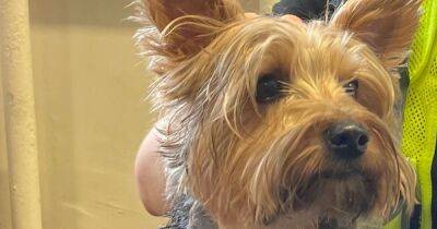 Bruno the Yorkshire Terrier found roaming streets near cricket ground - police are looking for his owner