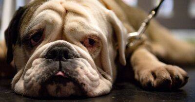 Vets' warning before buying English bulldogs and other flat-faced breeds - manchestereveningnews.co.uk - Britain
